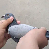 ۱۱ تا کفتر اول بخون|پرنده|بجنورد, |دیوار