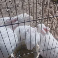 4عددبچه خرگوش ودوعددنروماده
