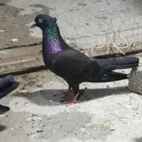 سیاه بوشهری