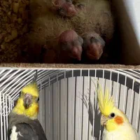 عروس هلندی مولد به همراه ۳ جوجه|پرنده|نقده, |دیوار