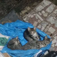 واگذاری بچه گربه ماده