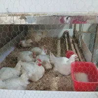 قفسه جای مرغ