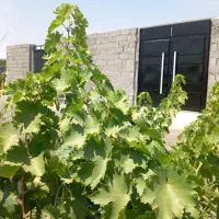 باغ و باغچه ۲۰۰مترچهاردیوار آب،برق انجم آباد(شخصی)|فروش زمین و ملک کلنگی|تهران, امیریه|دیوار