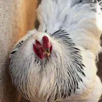 تخم مرغ نطفه دار برهما اصل