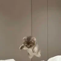 گربه توضیحات خوانده شود