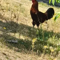 فروش خروس ۲عدد
