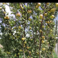 کود|گل و گیاه طبیعی|قم, قلعه کامکار|دیوار