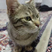 گربه گم شد|حیوانات|شیروان (خراسان), |دیوار