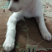 شیتزو اشپیتز