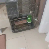 عروس هلندی نر