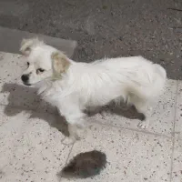 واگذاری سگ|سگ|محمدیه-قزوین, |دیوار