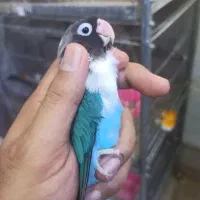 طوطی کوتوله برزیلی ماسکت و گرین اوپلاین ماده