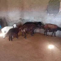 میش بره|حیوانات مزرعه|کنگاور, |دیوار