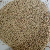 عدس تازه زودپخت
