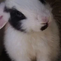 خرگوش