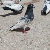 تعدادی کبوتر