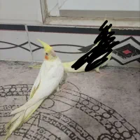 عروس هلندی ماده لوتینو زعفرانی