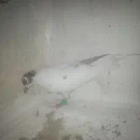 2عدد کبوتر|پرنده|مشهد, کارمندان دوم|دیوار
