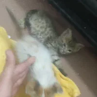 واگذاری رایگان گربه