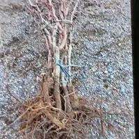 نهال زرشک ونهال عناب از کشارز|خدمات باغبانی و درختکاری|بیرجند, |دیوار