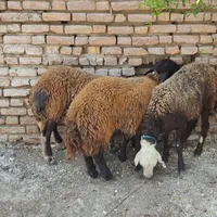 3 راس توقلی زیرقوچی ماده برای داشتی|حیوانات مزرعه|بندر ترکمن, |دیوار