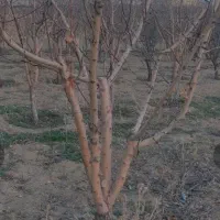 سیمانکاری،دیوارچینی،فنس کشی|خدمات پیشه و مهارت|همدان, |دیوار