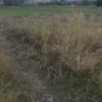 فروش زمین آینده دارروستای میلک