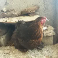 مرغ خروس برهمای اصل|حیوانات مزرعه|ارشق, |دیوار