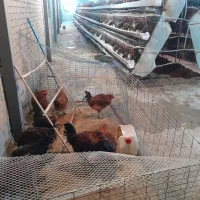 خروس گلپایگانی