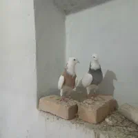 کفتر طوقی