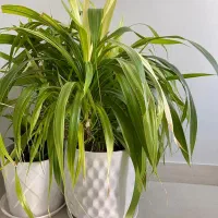 شوش فروش گلهای اپارتمانی|گل و گیاه طبیعی|شوش, |دیوار