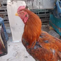 مرغ خروس لاری