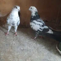 کبوتر های پروازی