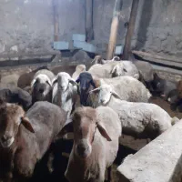 بره ای ناقلا گوشتی