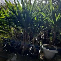 گل یوکا|گل و گیاه طبیعی|کوهستان, |دیوار