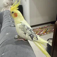 عروس هلندی ماده دوکت