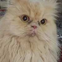 گربه