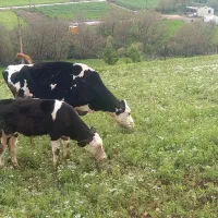 گاوسیمینتال شیری