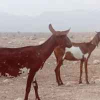 بز،