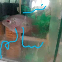 ماهی فلاور جفت با آکواریوم