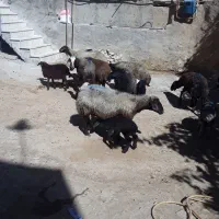 میش وبره|حیوانات مزرعه|قره چای, |دیوار