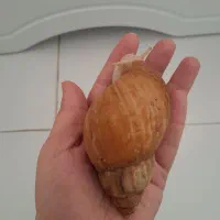 حلزون مولد|خزنده|کرج, کمالشهر|دیوار