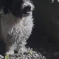 واگذاری رایگان