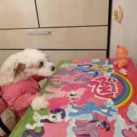 سگ گمشده|سگ|اردبیل, |دیوار