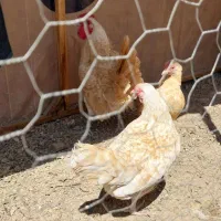 تخم مرغ سبرایت اصل|حیوانات مزرعه|ورامین, شهرک مدرس|دیوار