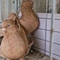 زرد سرخ زاغ آبادانی