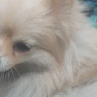 پامر ماده ۳ساله