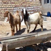 بزغاله دوقلو