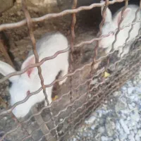 خرگوش نر بالغ .۱۲۰