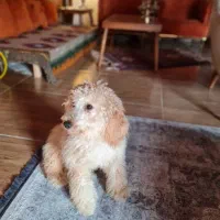 پودل ۸ ماهه فروش فوری|سگ|نوشهر, |دیوار